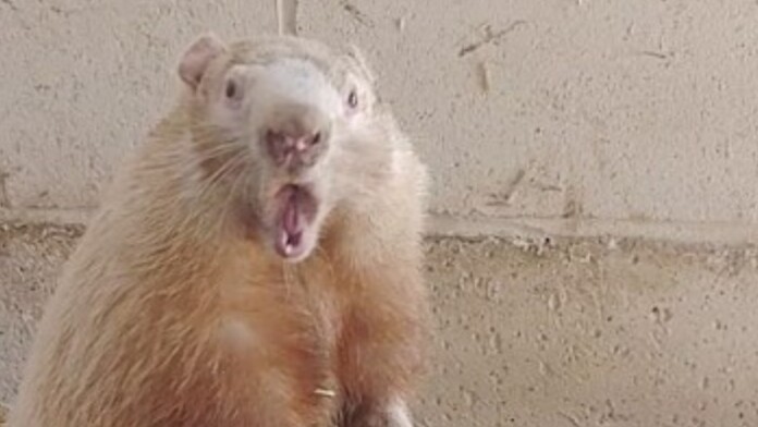 wiarton willie