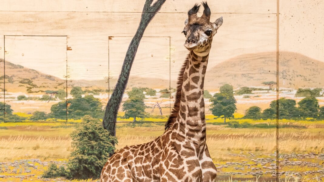 imara toronto zoo giraffe