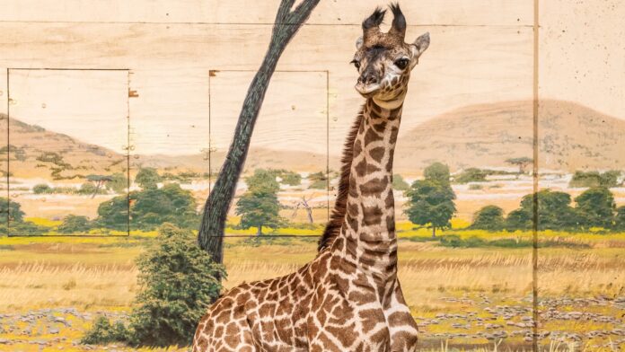 imara toronto zoo giraffe