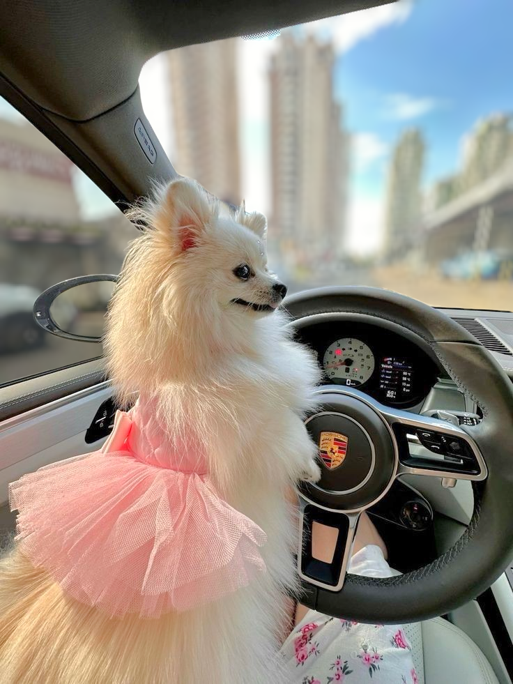 restaurant 193164 1775150074