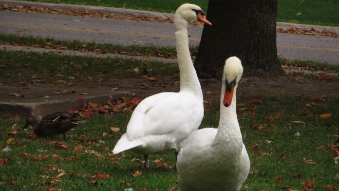 swan parade
