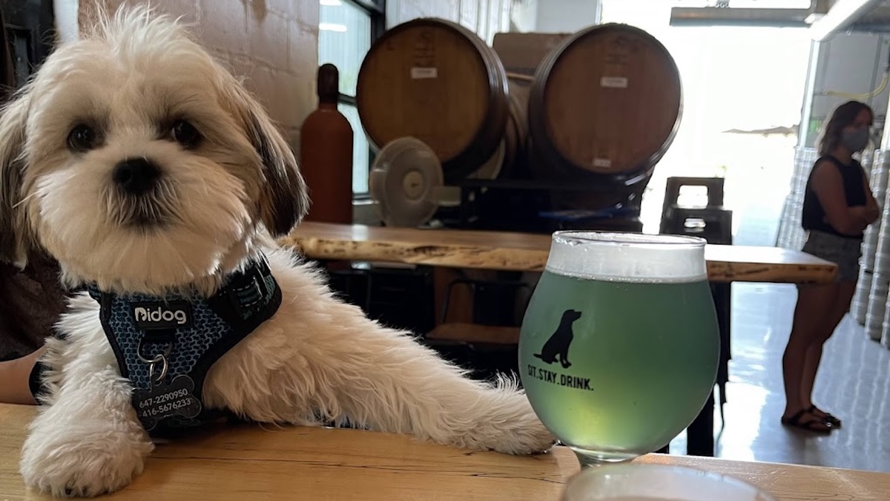 black lab brewing