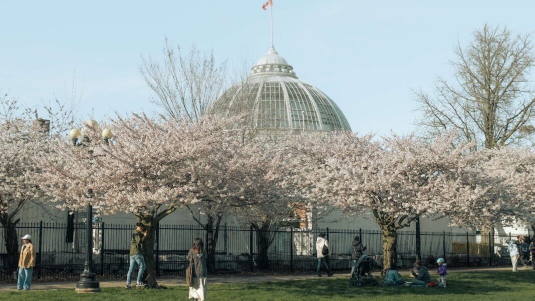 cherry blossoms toronto