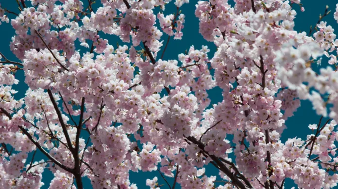 cherryblossoms highpark
