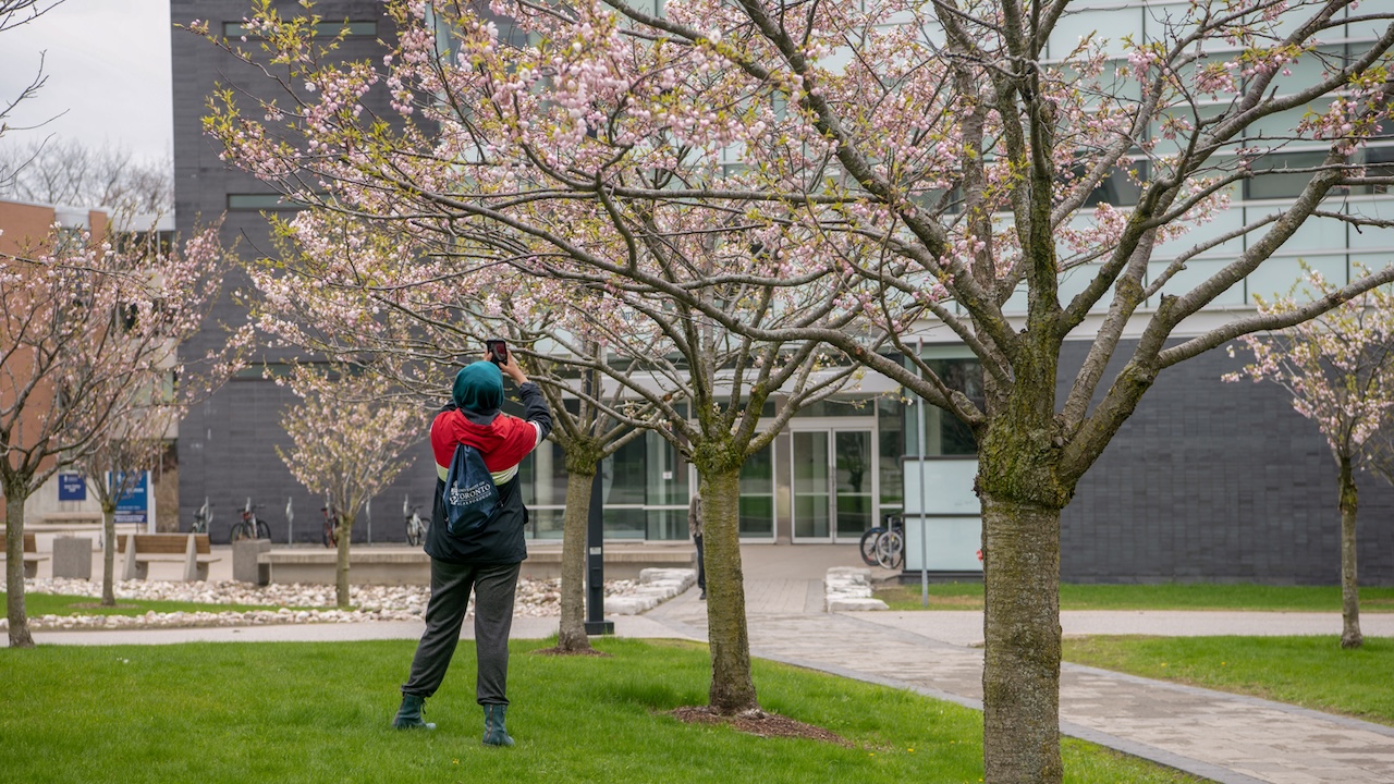 cherryblossoms uoft scarborough