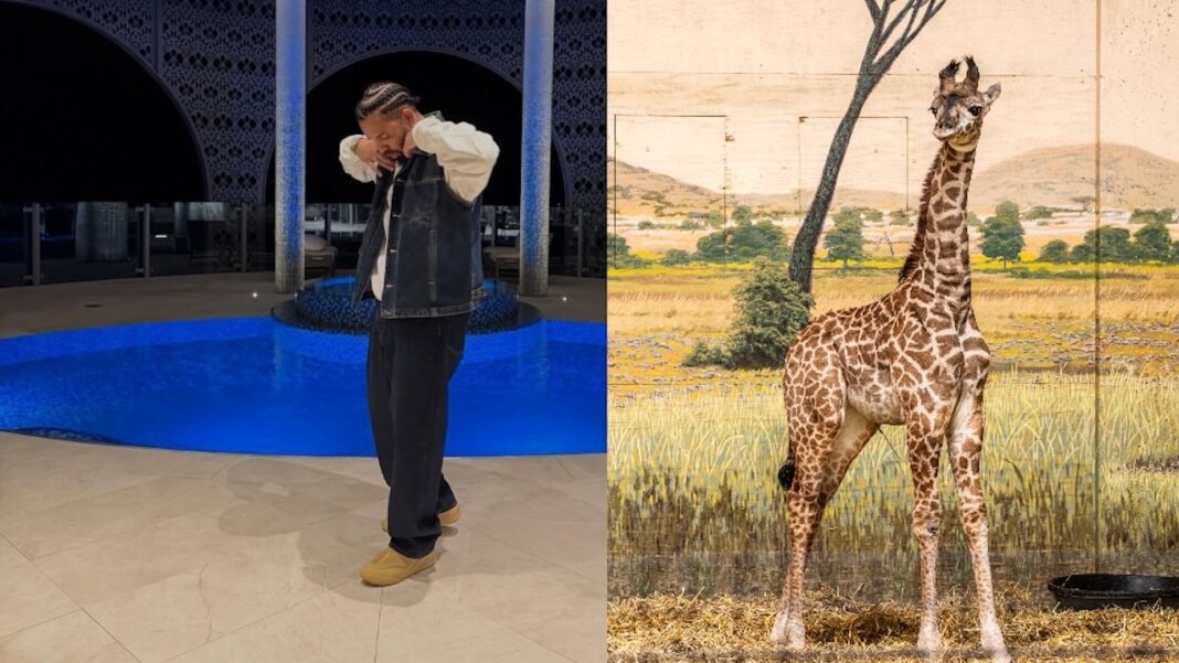 drake imara giraffe baby