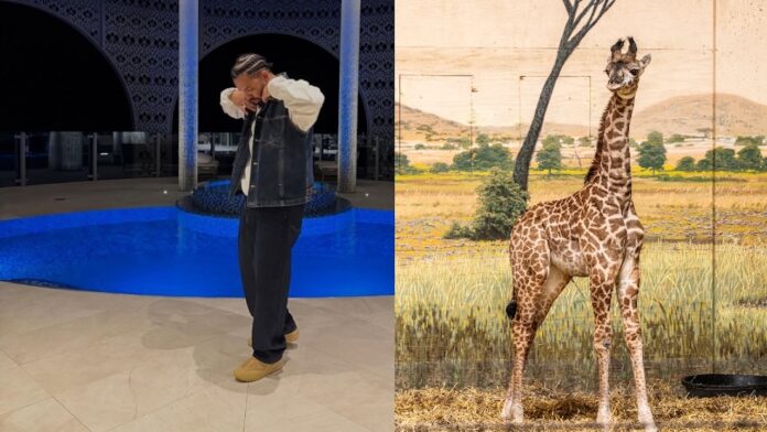 drake imara giraffe baby