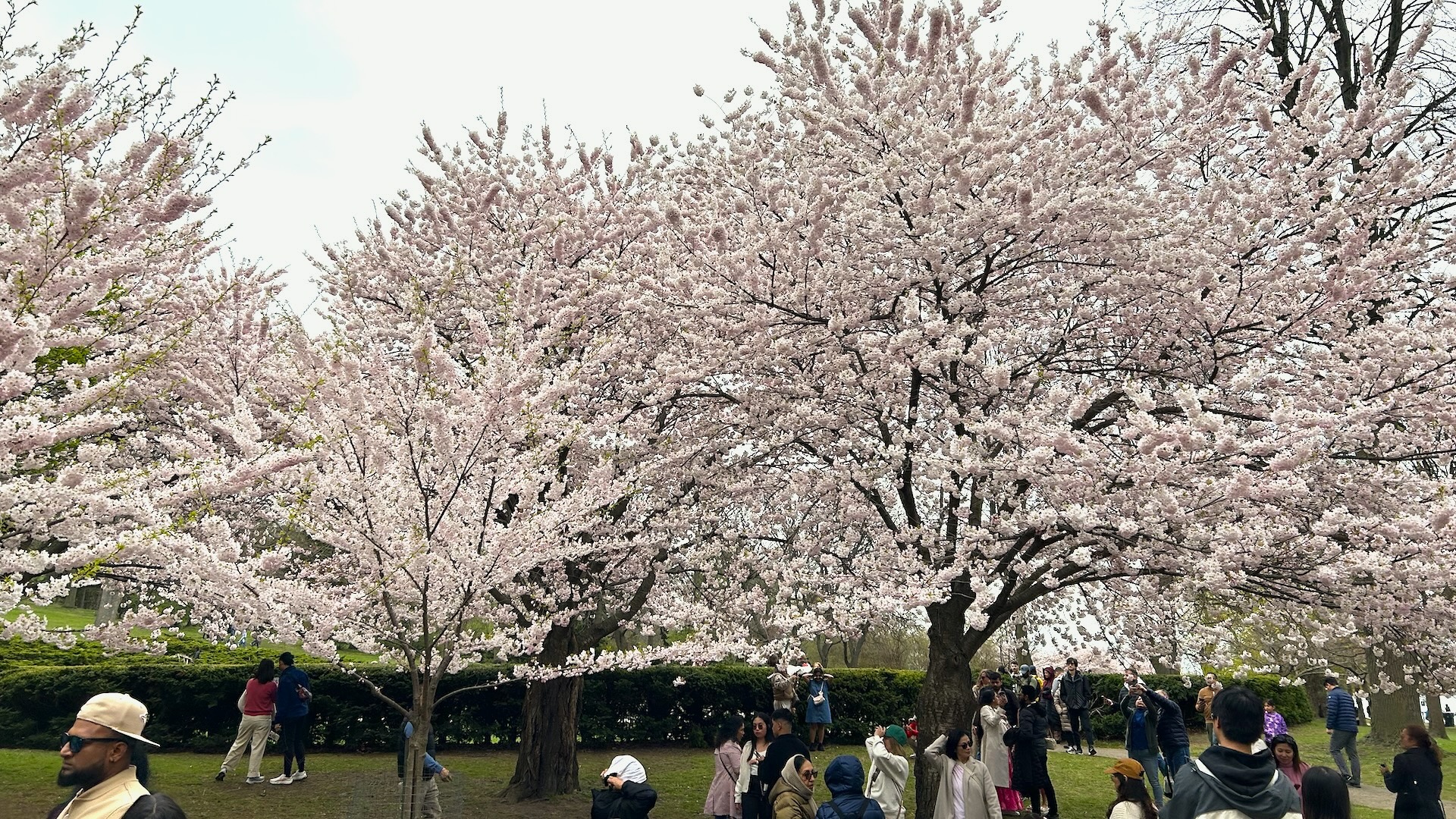 Toronto’s “weather rollercoaster” could change when High Park cherry blossoms bloom in 2026, Canada Reviews Toronto’s “weather rollercoaster” could change when High Park cherry blossoms bloom in 2026, Canada Reviews