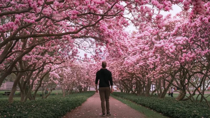 magnolia alley