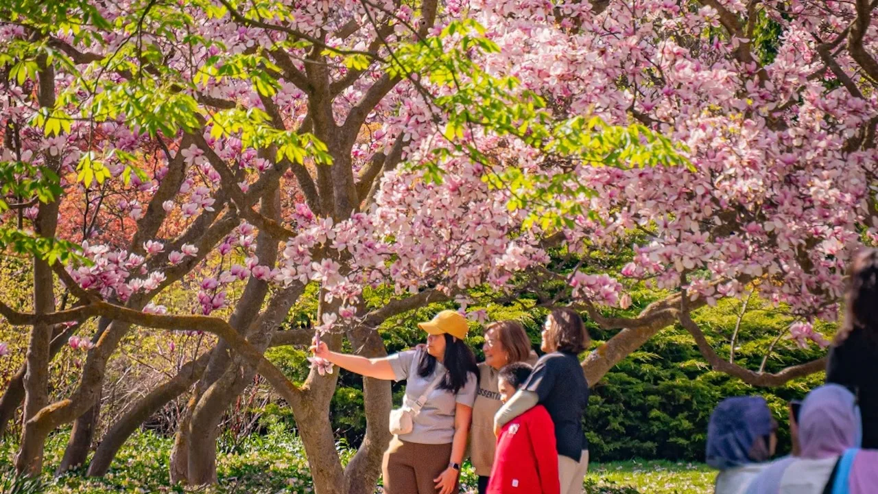 magnolias niagara