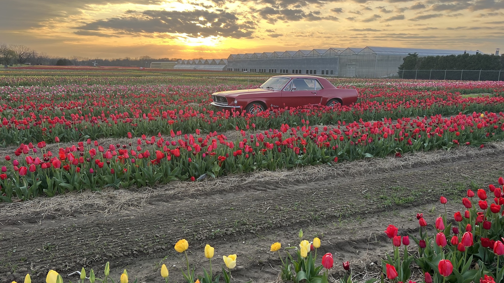 roadside tulip market