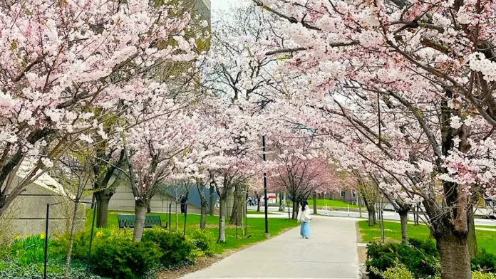 robarts cherry blossoms