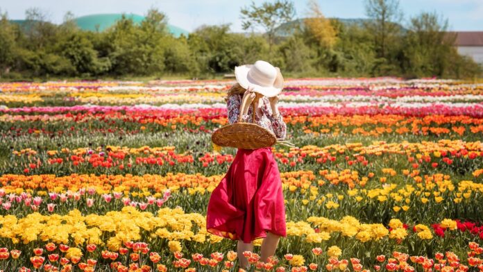 tulip farm experience