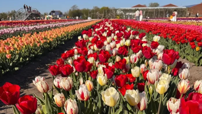 tulips at Saunder's Farm